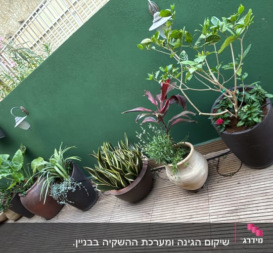עציצים עם צמחים על מרפסת עם קיר ירוק